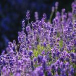 Kasmiri Lavender
