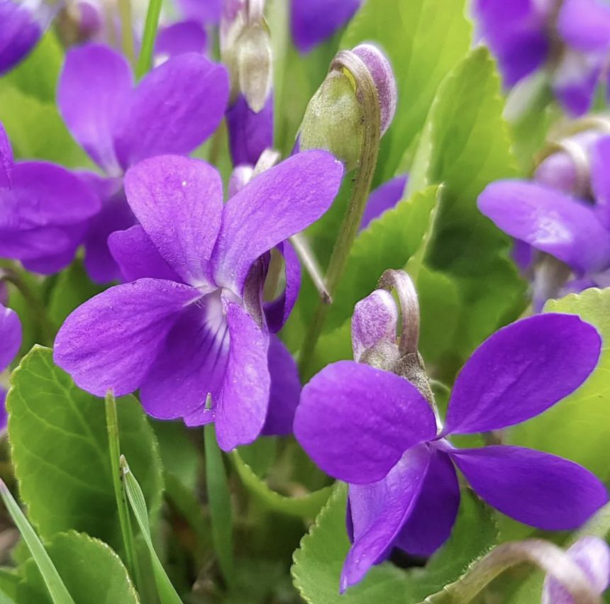 Kasmiri Viola – Zibril BD Shop