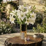 Italian Lily