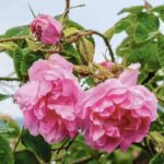 Safa valley Rose
