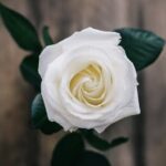 White Rose