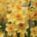 Rūh Narcissus
