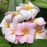 Plumeria Redefined