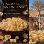 Frankincense Royal  | Incense grade Somali Maydi