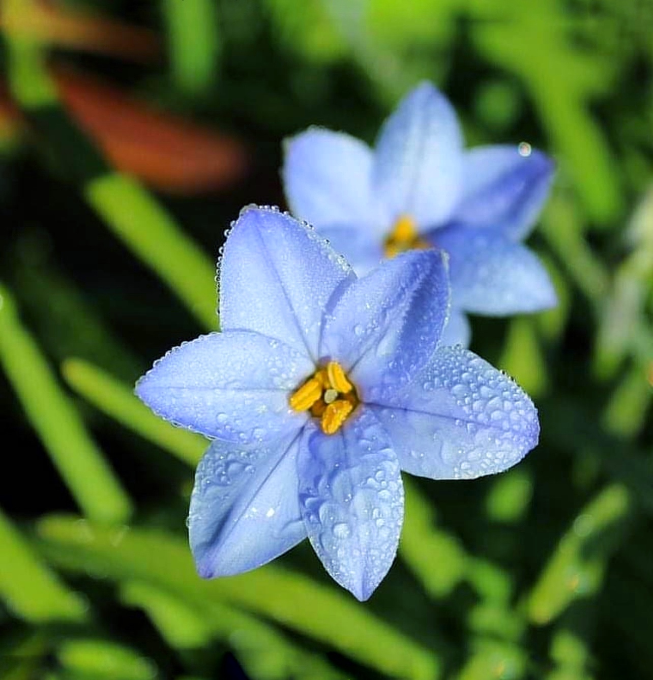Star flower