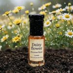 Daisy flower